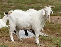 Photo of a white domestic goat. Domestic goat