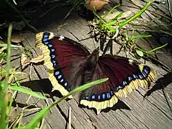 Nymphalis antiopa (mourning cloak) Adult, dorsal view.