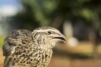 A quail