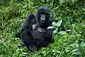 Mountain Gorilla