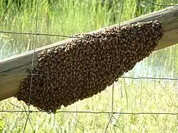 A swarm on a fence.