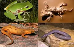 Amphibians