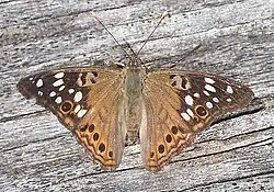 Asterocampa celtis (hackberry emperor) Adult, dorsal view.
