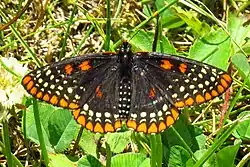 Euphydryas phaeton (Baltimore checkerspot) Adult, dorsal view.