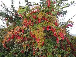 Barberry shrub