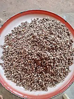 African breadfruit seeds
