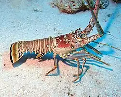 Variety of spiny lobster
