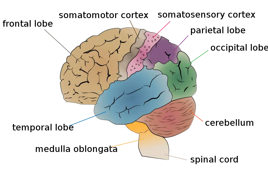 Cerebrum lobes