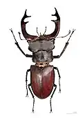 Stag beetle