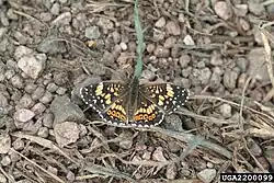 Chlosyne gorgone (gorgone checkerspot) Adult, dorsal view.