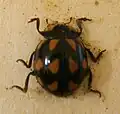 Coccinella Leonina