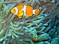 Clownfish with Sea anemone
