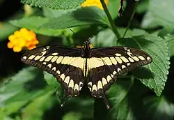 Papilio cresphontes (giant swallowtail) Adult, dorsal view.