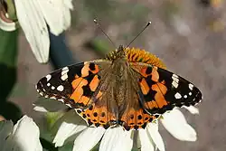 Vanessa cardui (painted lady) Adult, dorsal view.