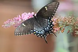 Papilio glaucus (eastern tiger swallowtail) Adult female dark morph, mimic of the pipevine swallowtail (Battus philenor), dorsal view.