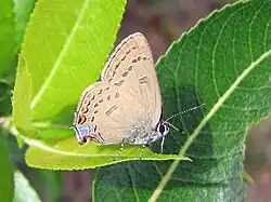 Satyrium edwardsii (Edwards' hairstreak) Adult, ventral view of wings.