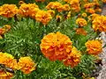 Marigold