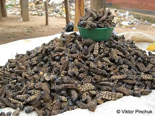 African delicacy (Nakonde, Zambia)