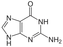 Guanine