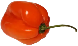 Habanero chile
