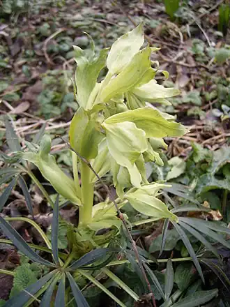 Helleborus foetidus has handsome, deeply divided evergreen leaves