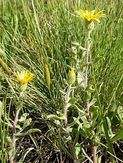 Heterotheca villosa stems (3488027362)