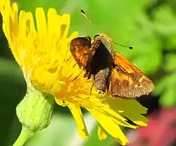 Hesperia sassacus (Indian skipper) Adult, posterior view.