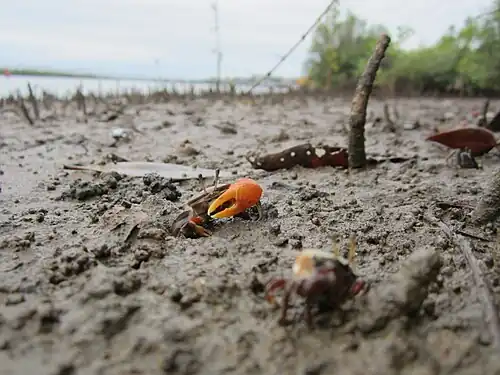 A fiddler crab on a mud flat.