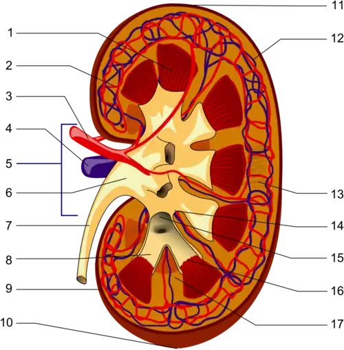 Kidney