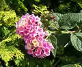 Lantana