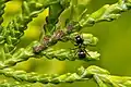 Ant with Aphid