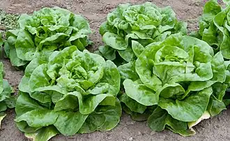 Butterhead lettuce