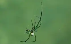 Orchard Spider ( Leucauge venusta )
