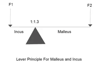 Anatomy of the Human Ear