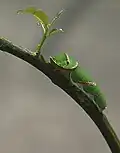 A Swallowtail caterpillar on a branch of keffir lime tree