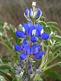 Lupine