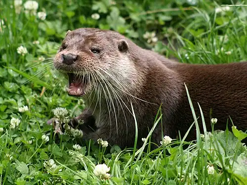 Otter