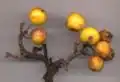 Crabapple fruit are mostly red, but some, such as this cultivar 'Golden Hornet', are yellow