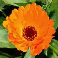 Marigold