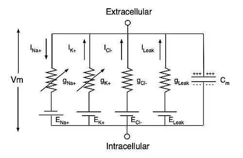 Circuit diagram of neuronal membrane based on Hodgkin and Huxley model.