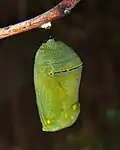 Chrysalis