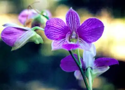 Orchid