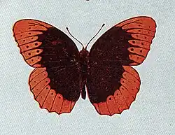 Speyeria diana (diana fritillary) Adult male, dorsal view.