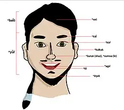 Yüzün Bölümleri