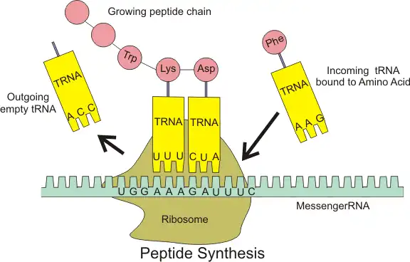 The interaction of tRNA and mRNA in protein synthesis.