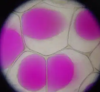 Plasmolysis in plant cells.