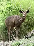 Deer
