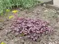 Sedum spathulifolium
