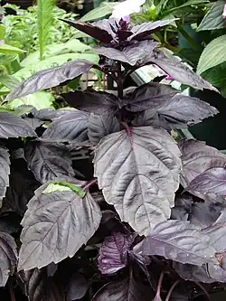 Purple basil variety