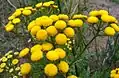 Tansy